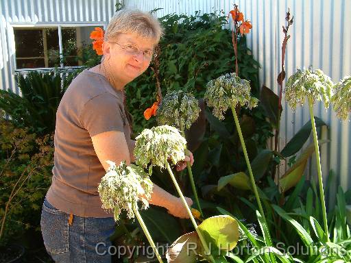 Agapanthus deadheading_margaret2 